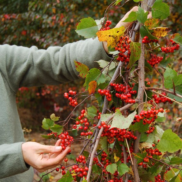 Hawthorn