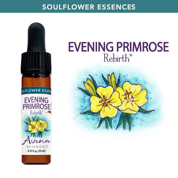 Herbal tea - primrose