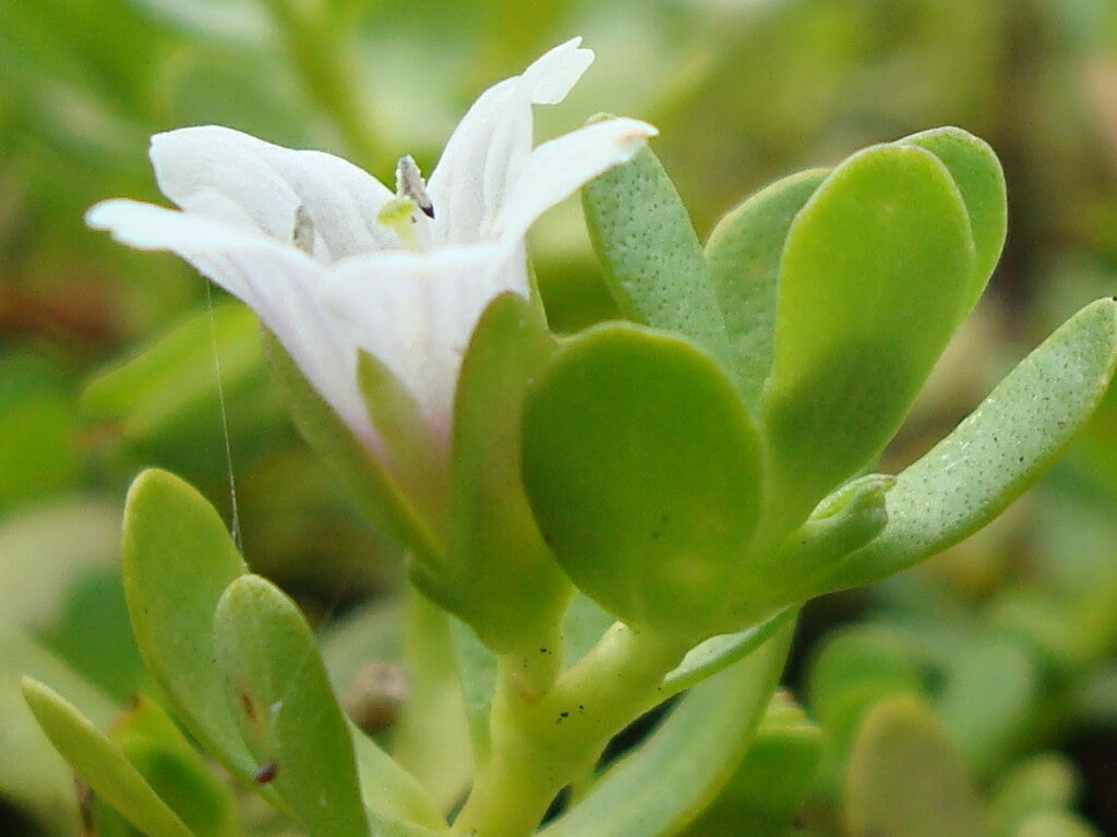 Bacopa Tree Bacopa