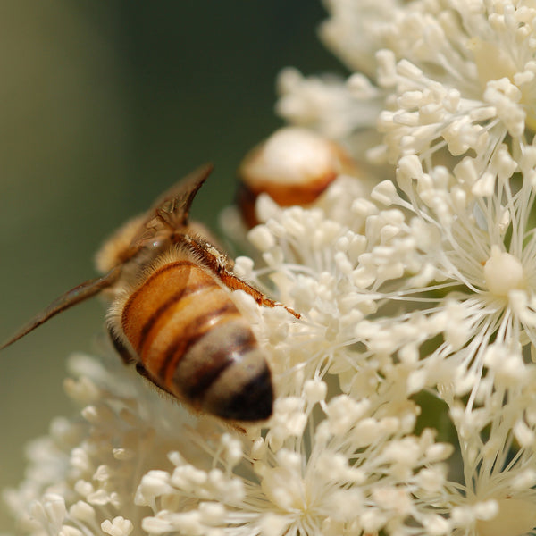 Black Cohosh Tincture