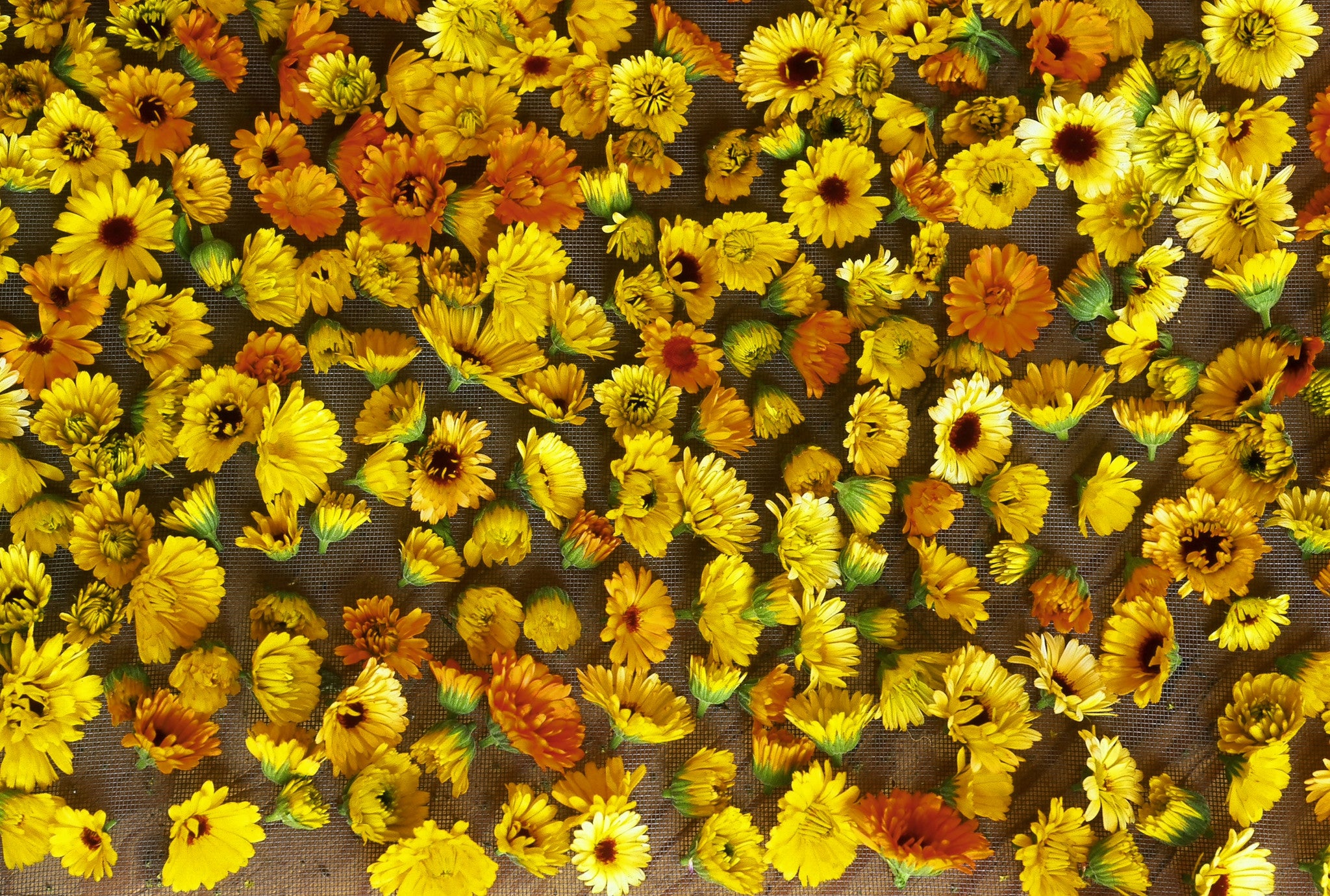 Calendula Flowers, Organic - Living Earth Herbs - Organic Bulk Herbs,  Essential Oils, Tinctures and more.