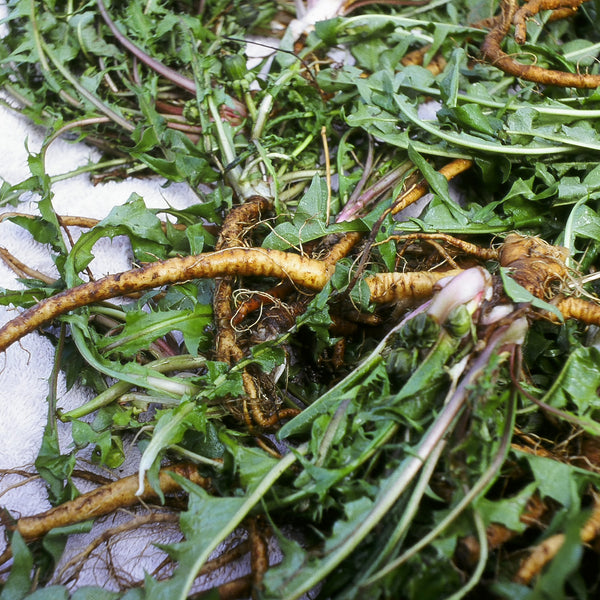 Dandelion Root & Leaf Tincture