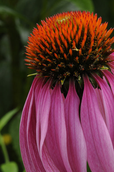 Extra Echinacea