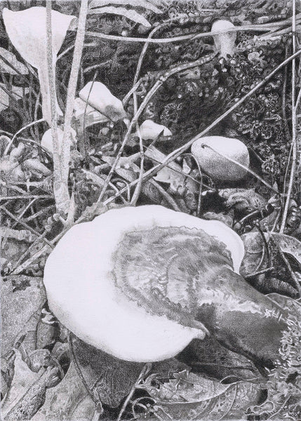 Adaptogens! Our Plant Partners for Peace in Changing Times