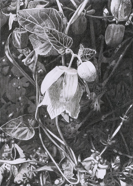 Adaptogens! Our Plant Partners for Peace in Changing Times