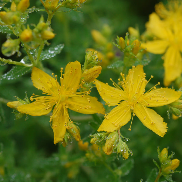 Hypericum Oil